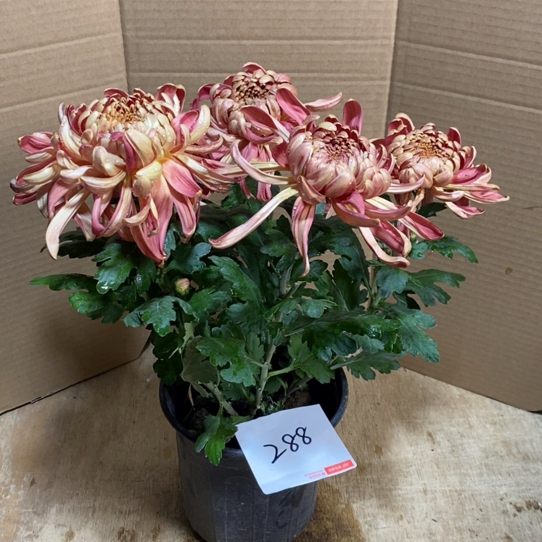 完全开放000000288