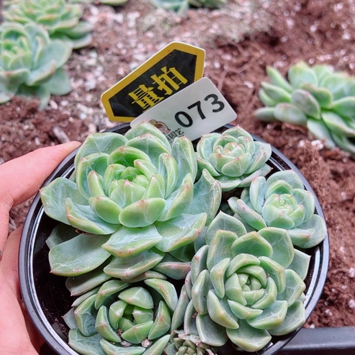 多肉植物多肉植物