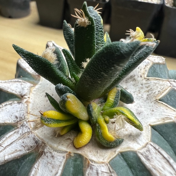 龙舌兰牡丹拉丝锦仙人球多肉植物绿植盆栽适合办公室桌面摆放