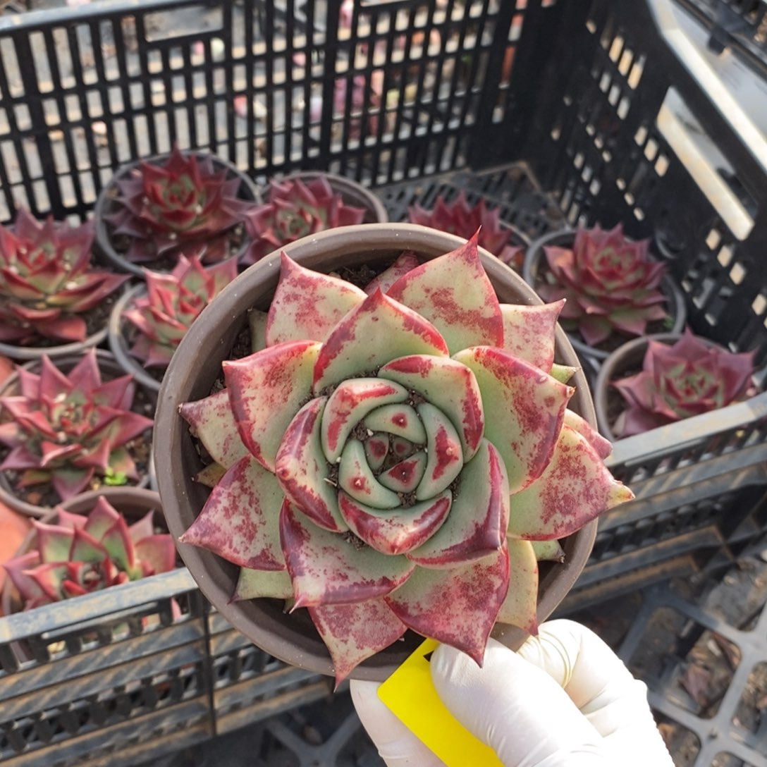 157乌木单头一物一拍