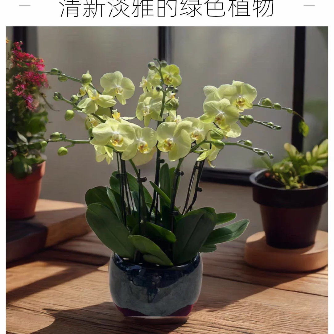 蝴蝶兰九五至尊带花剑四季开花室内花卉如有折损按比例赔付