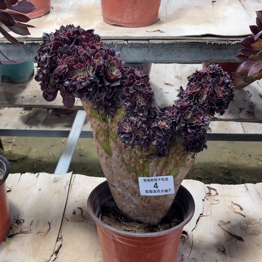 4欧紫缀化多肉植物法师