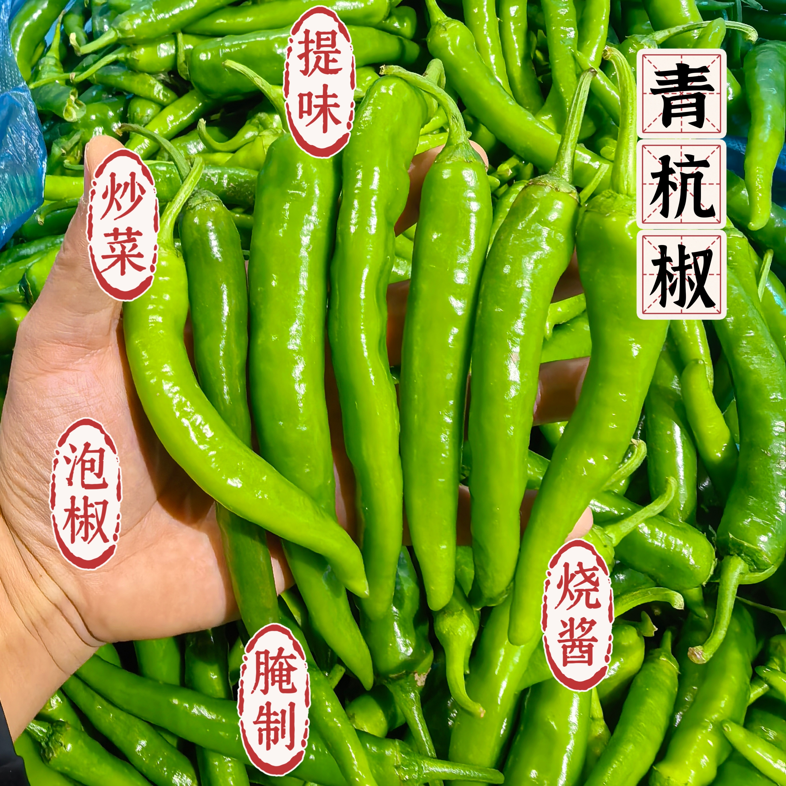 [青杭椒]芜湖本地辣椒高辣青杭椒香辣入味杭椒青尖椒农户现摘