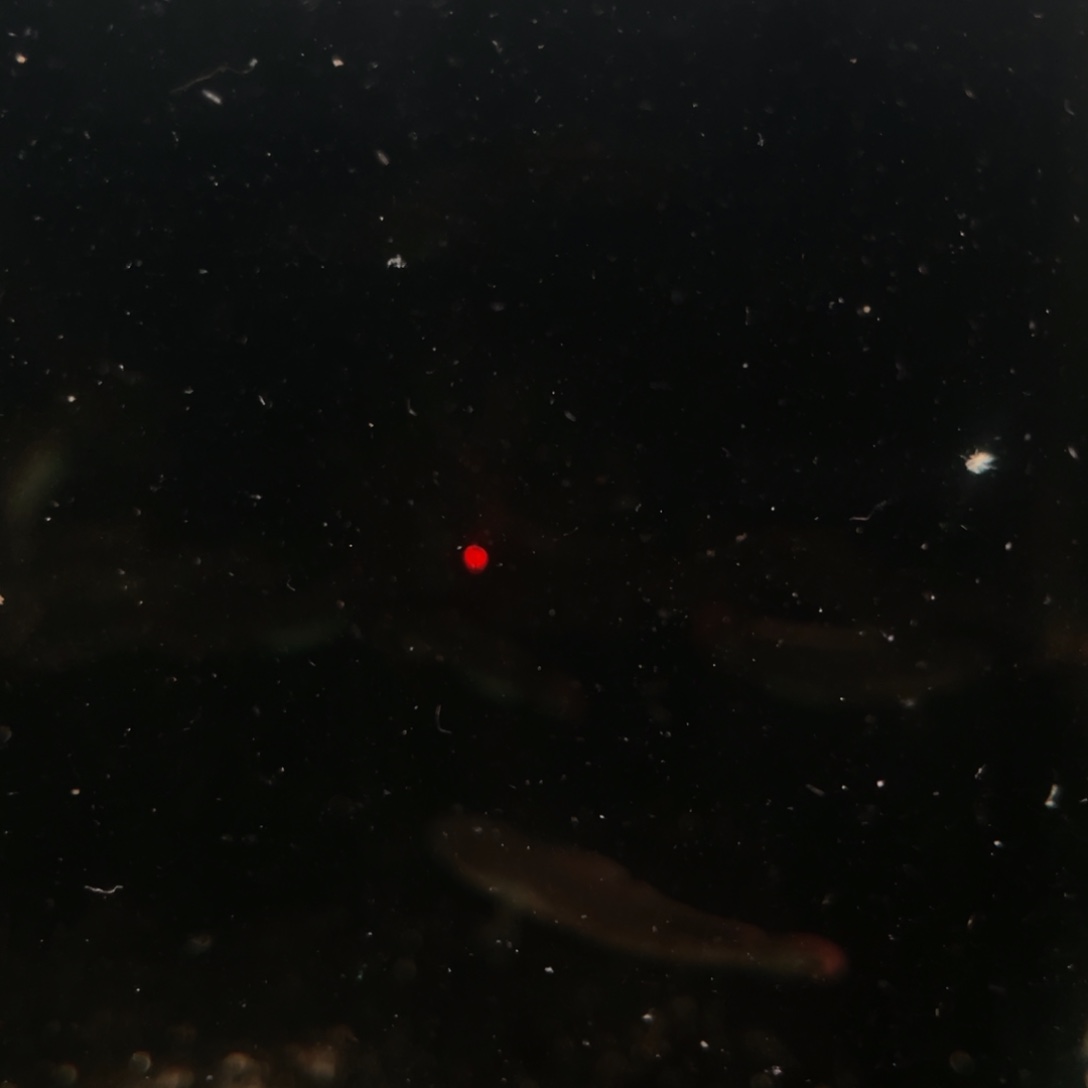 海水鱼鬼王蓝宝石雷龙
