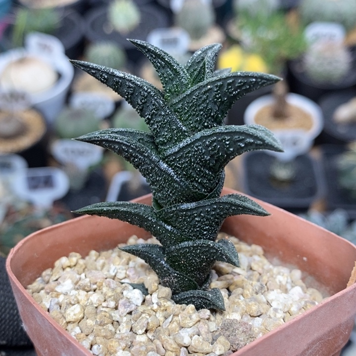 精品硬叶尼古拉66号4cm