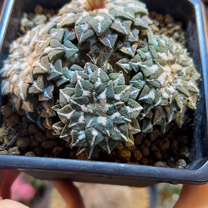 48号自根馒头姬9公分