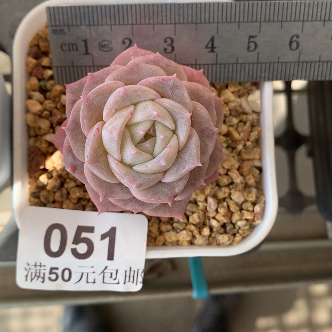 51。淡粉纯爱。老桩。