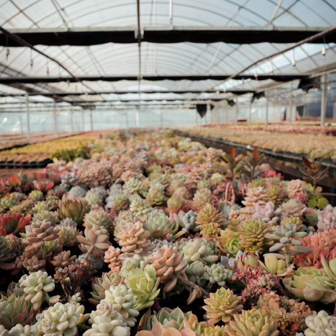 一土花园一物一拍37