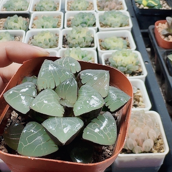 我****十二卷雅典娜 女神福利