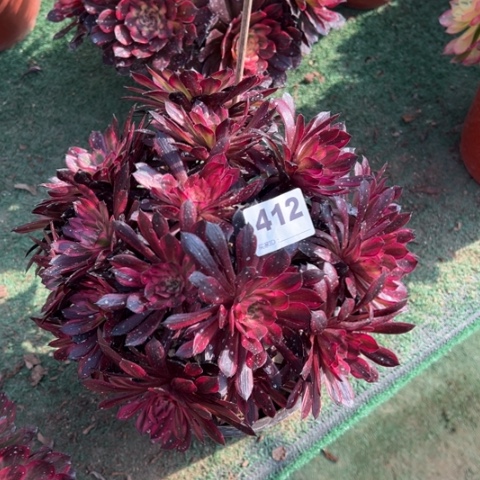 412黑铜锦朵朵多肉，