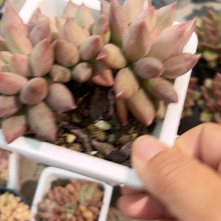 红蜻蜓244555555666