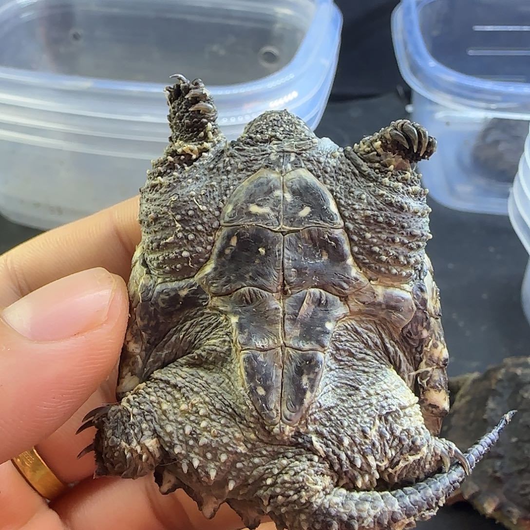 很***缘绿毛龟不分公母111111111