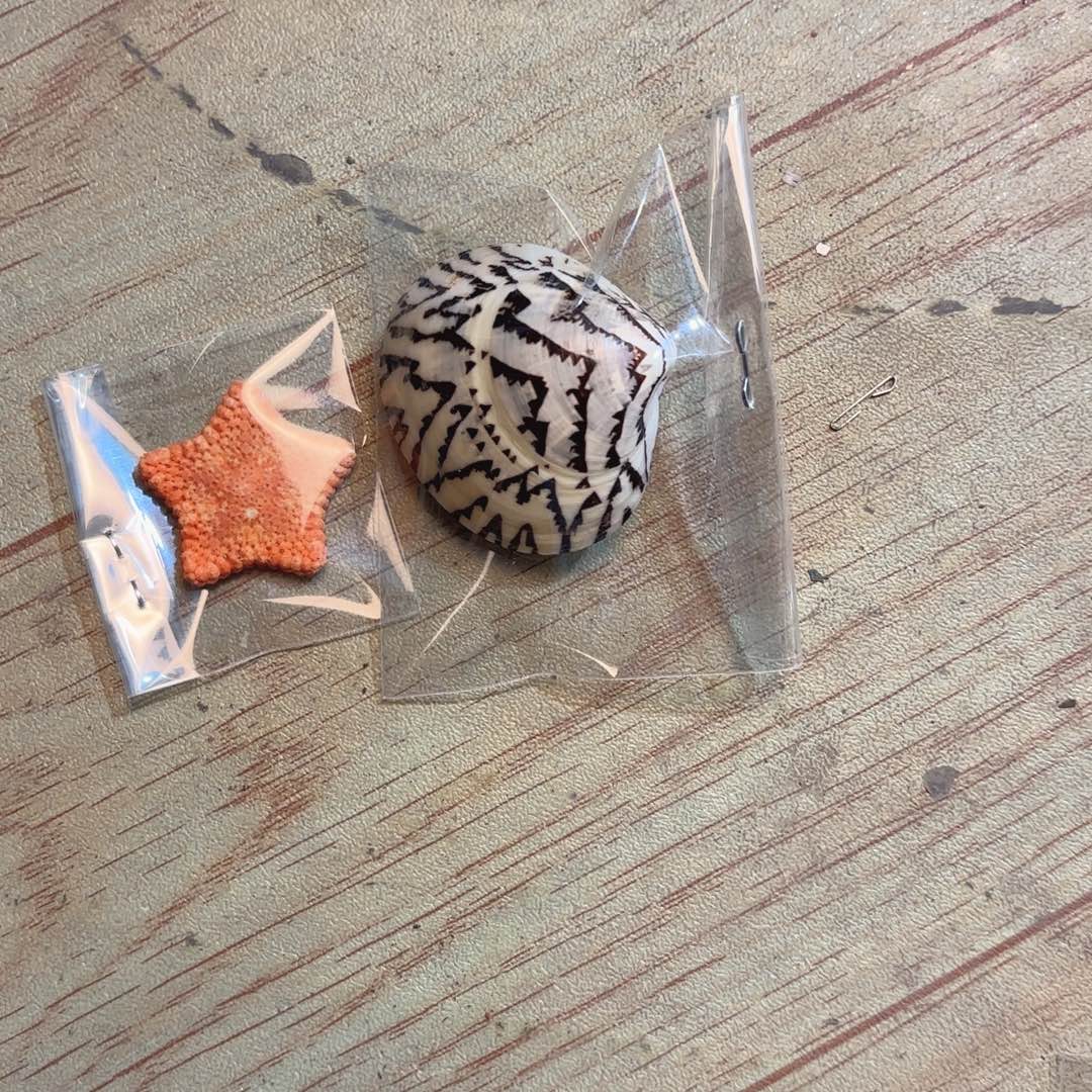 一***生天然海螺标本福利