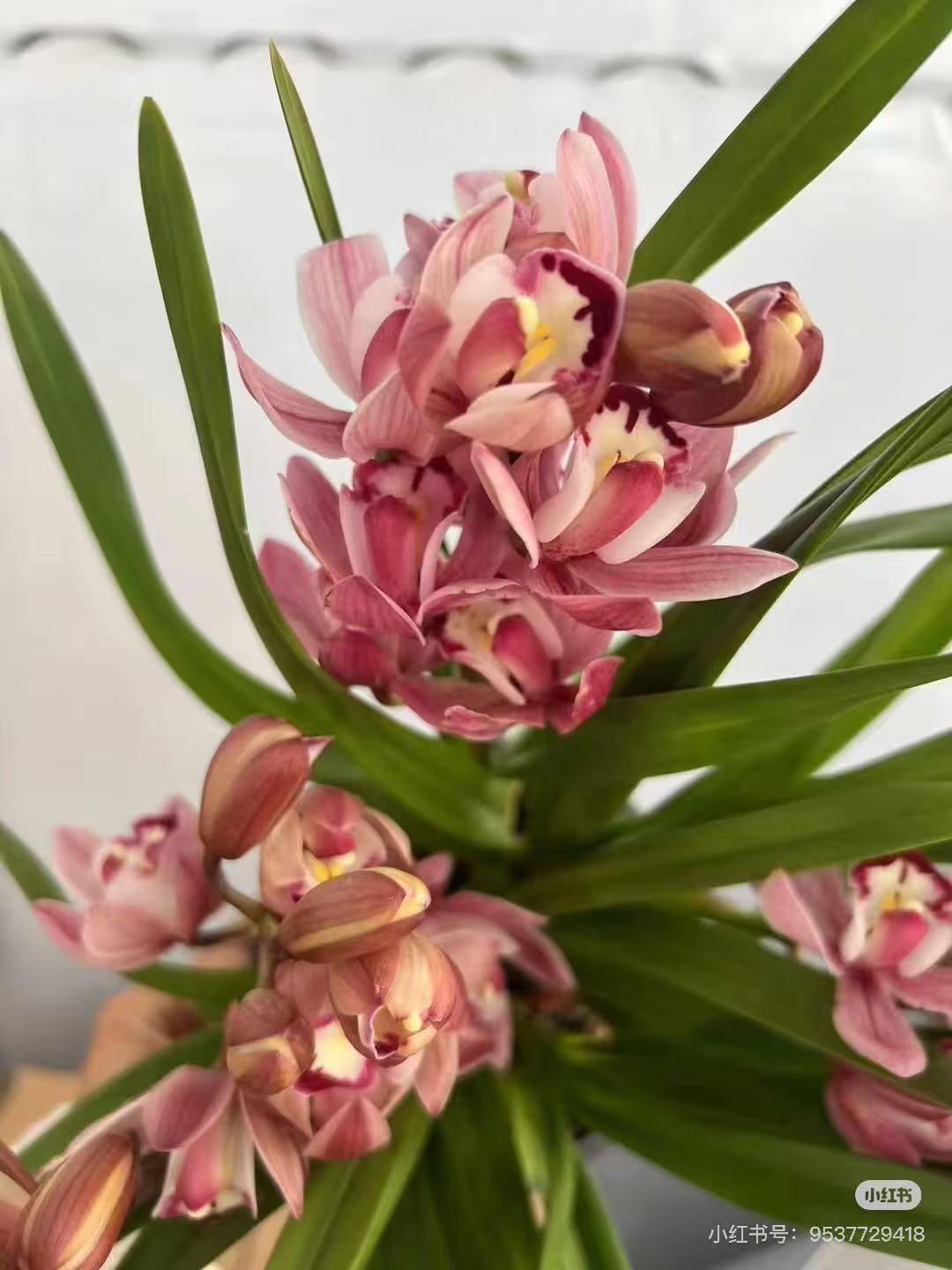 一物一拍  大花蕙兰带花苞清香型好养活室内绿植盆栽