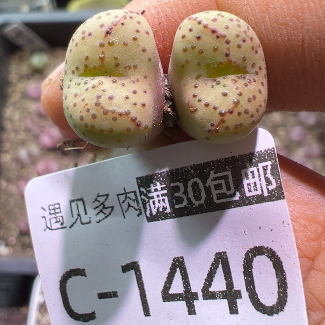 多肉植物111111111111
