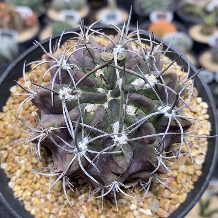 实生素妆玉85号6.5cm