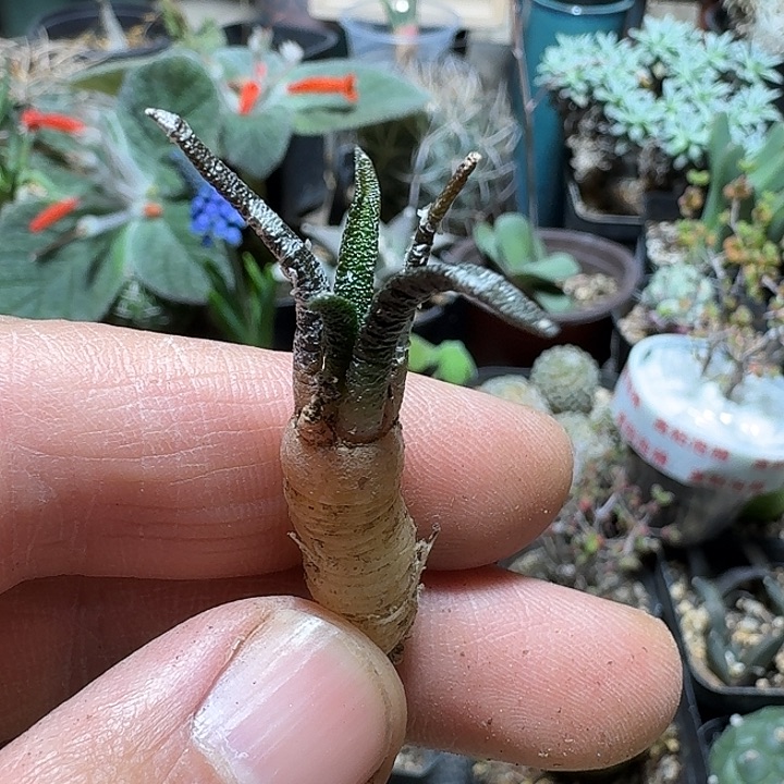 704龙舌兰岩牡丹脱土发货