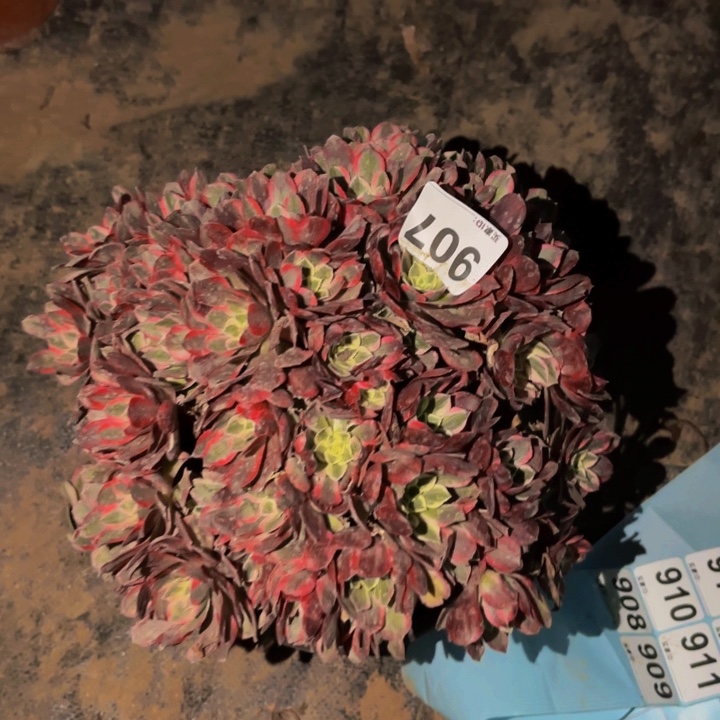 907玉芙蓉多肉植物