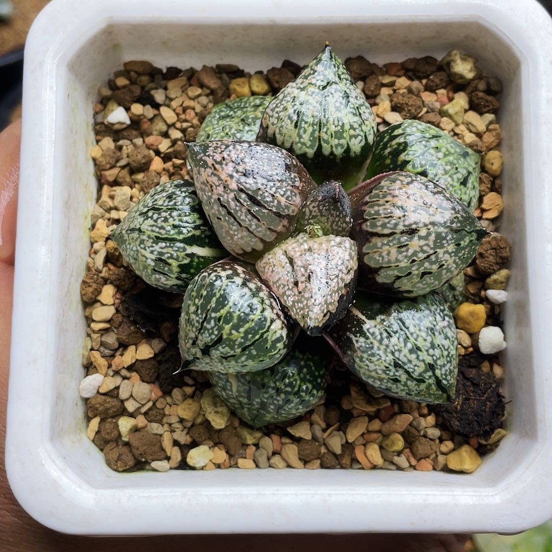 丸叶白银锦十二卷少锦