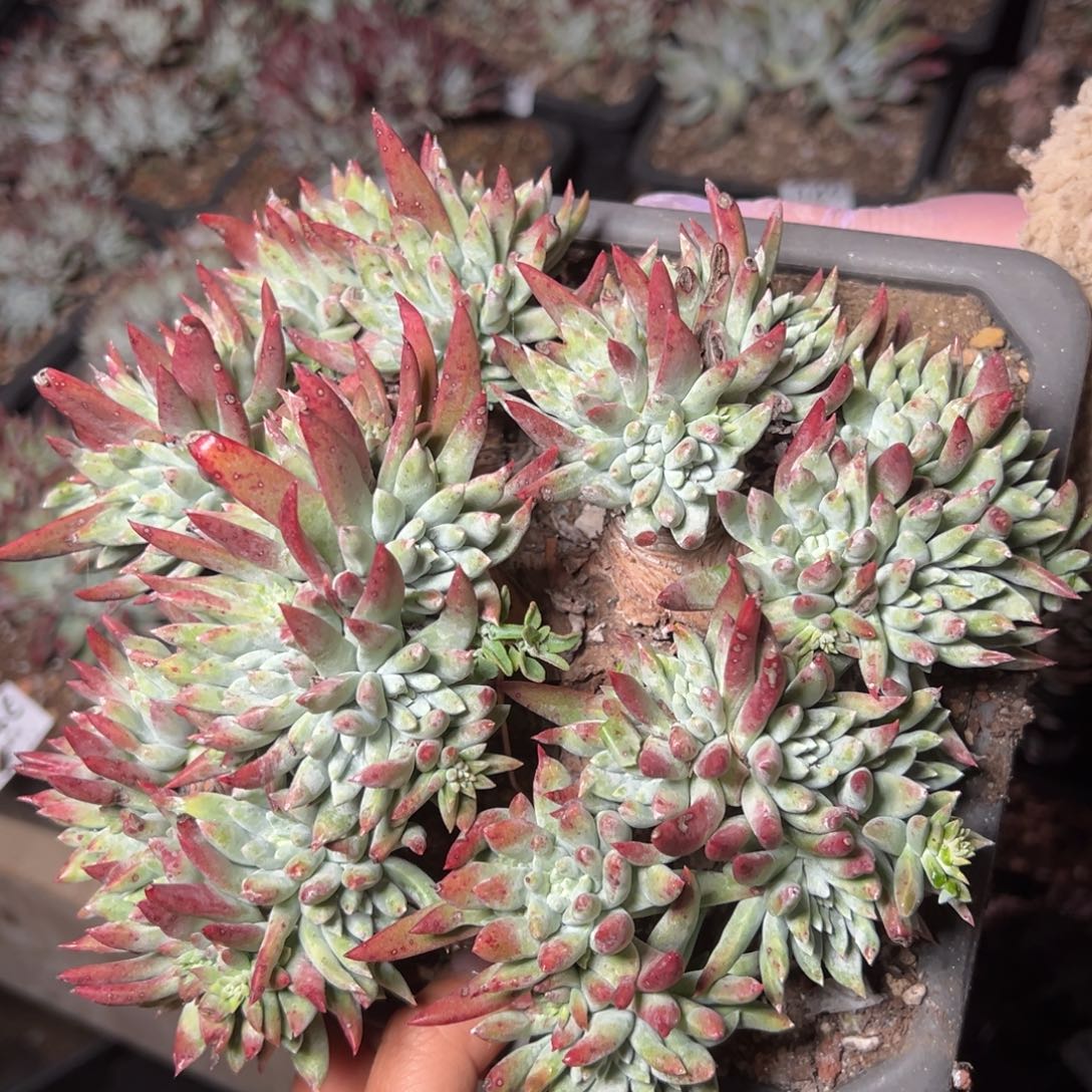 1052瑕疵哈哈哈哈哈哈哈哈