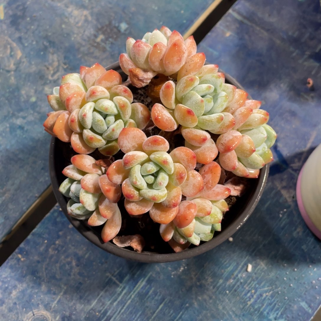 035一物一拍中通快递