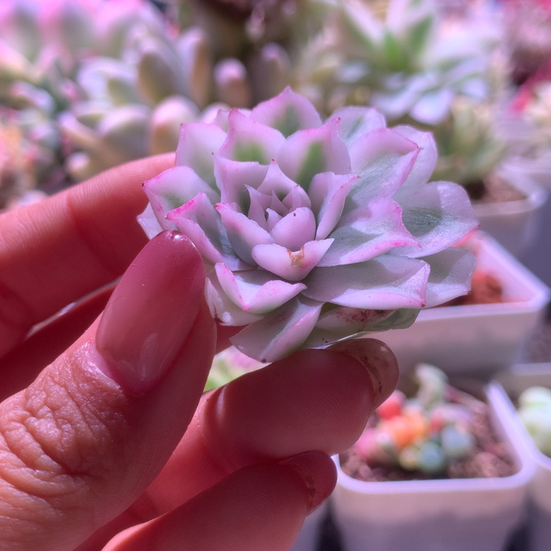 日系海琳娜覆轮锦砍头