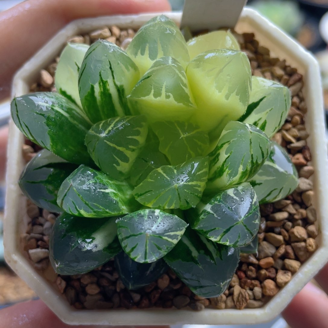 9.十二卷多肉水晶灯玉露锦。    
