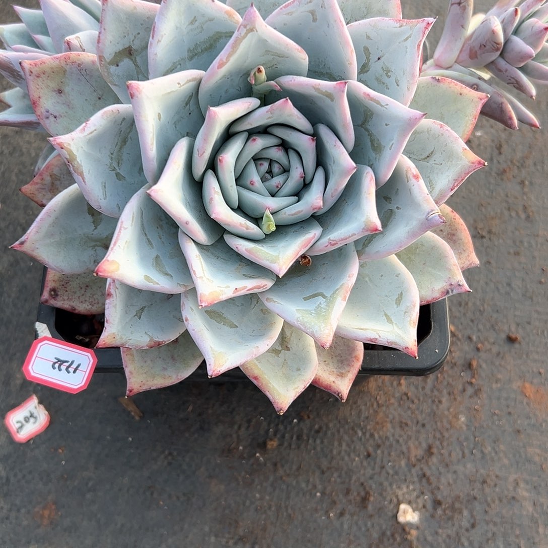 幸****妈1722卡系杂交多肉