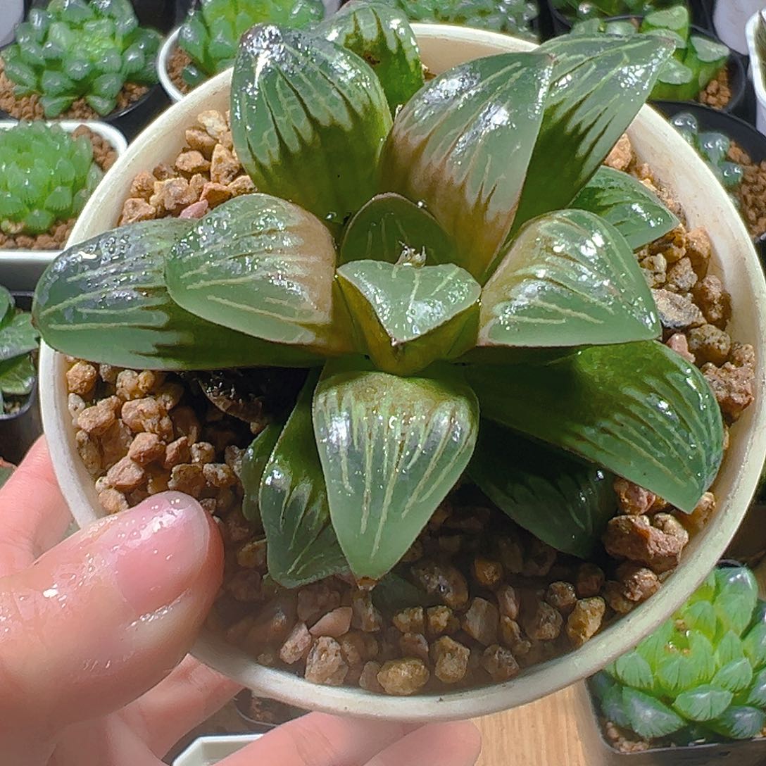 水晶银龟寿玉露多肉植物一颗