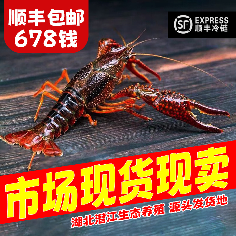 678钱大虾湖北小龙虾鲜活活虾水产潜江清水满肉大虾青红壳