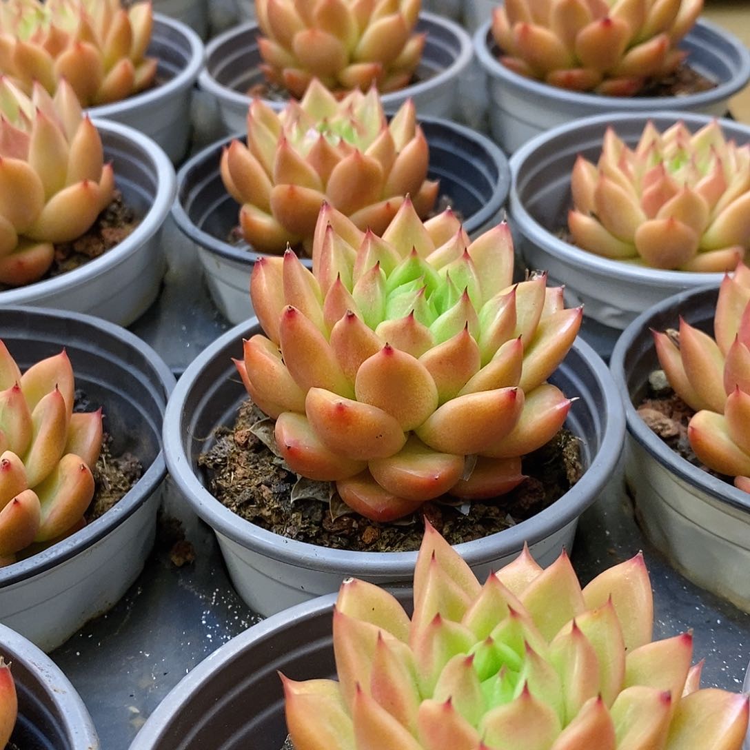 113。单头星空珍妮。福利多多