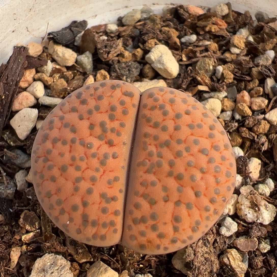 321多肉植物百科植物