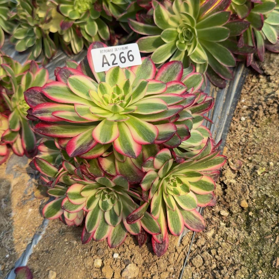 266荔枝。多肉植物