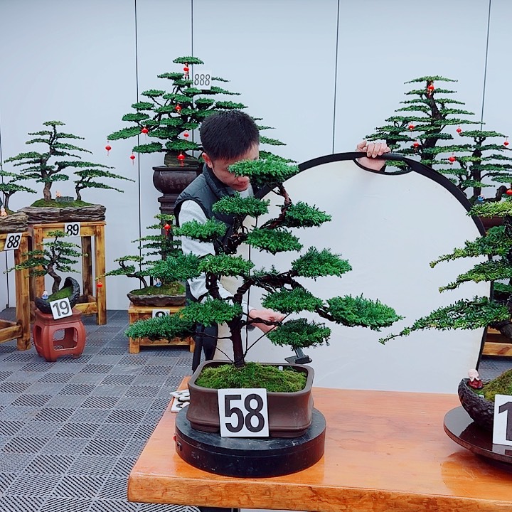 松树盆景一物一拍一物一拍