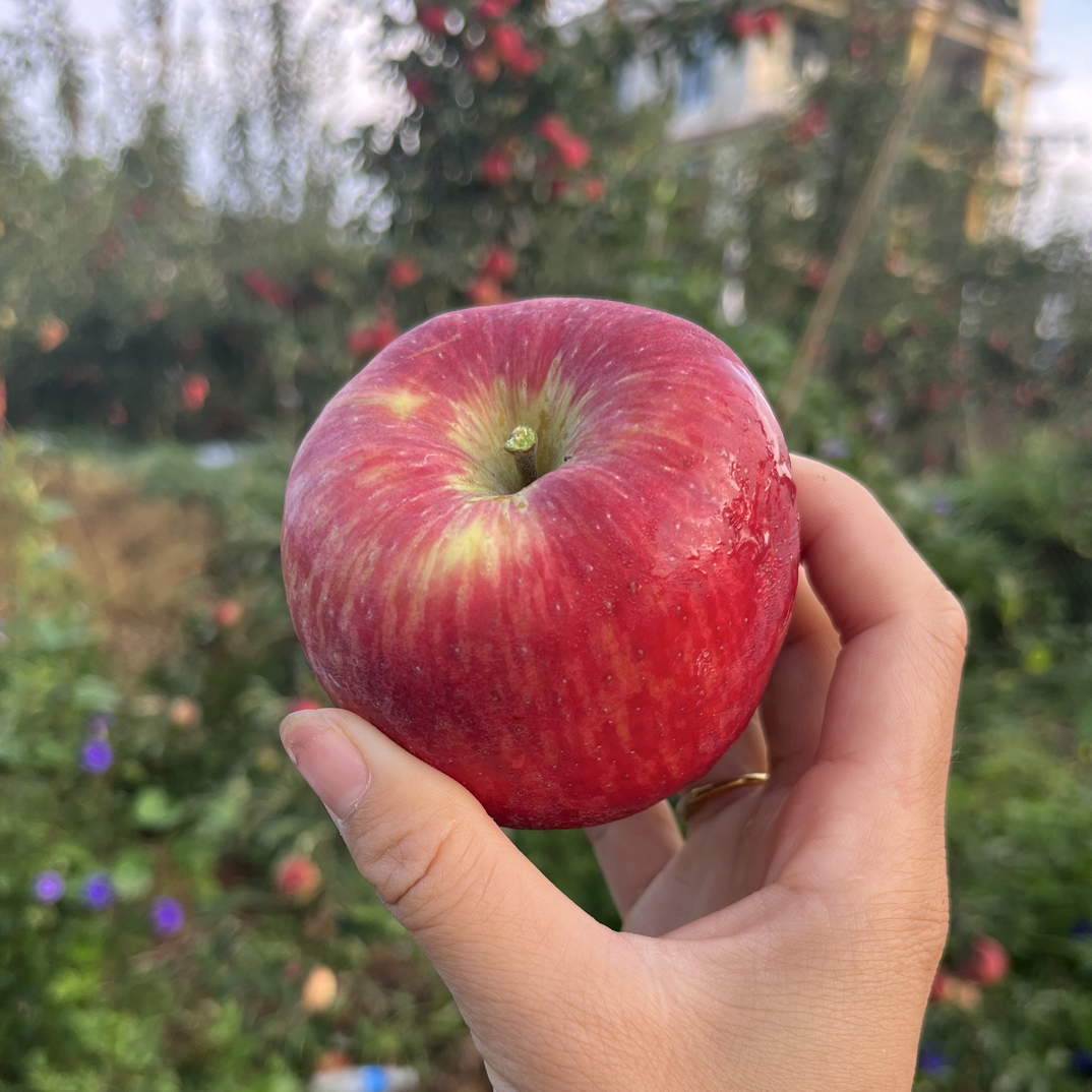 云南昭通高山红露丑苹果新鲜采摘最后一批