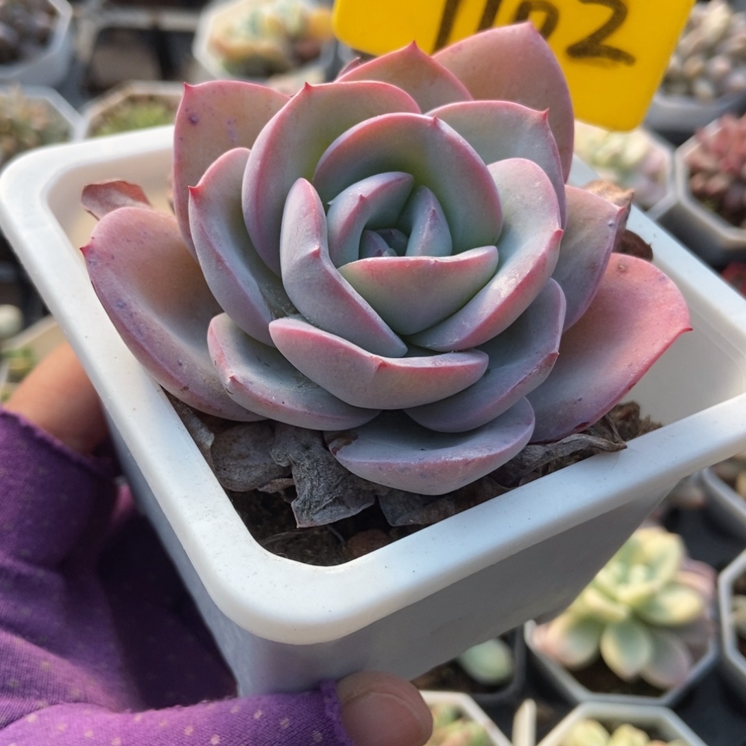 1102布鲁蓝多肉植物多肉