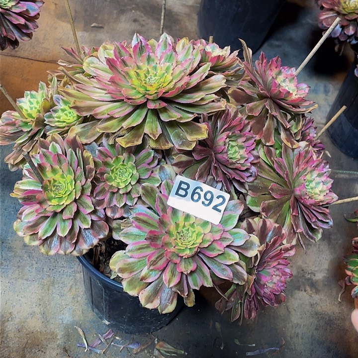 多肉法师692号夕颜发货福利