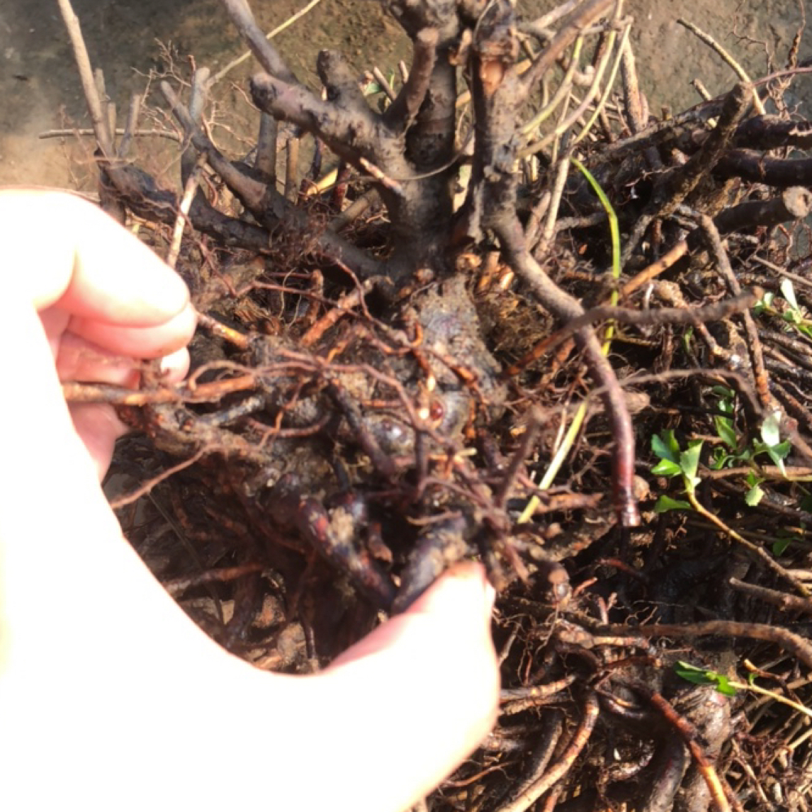 日本海棠红花一号长寿梅，素材裸根栽好发货