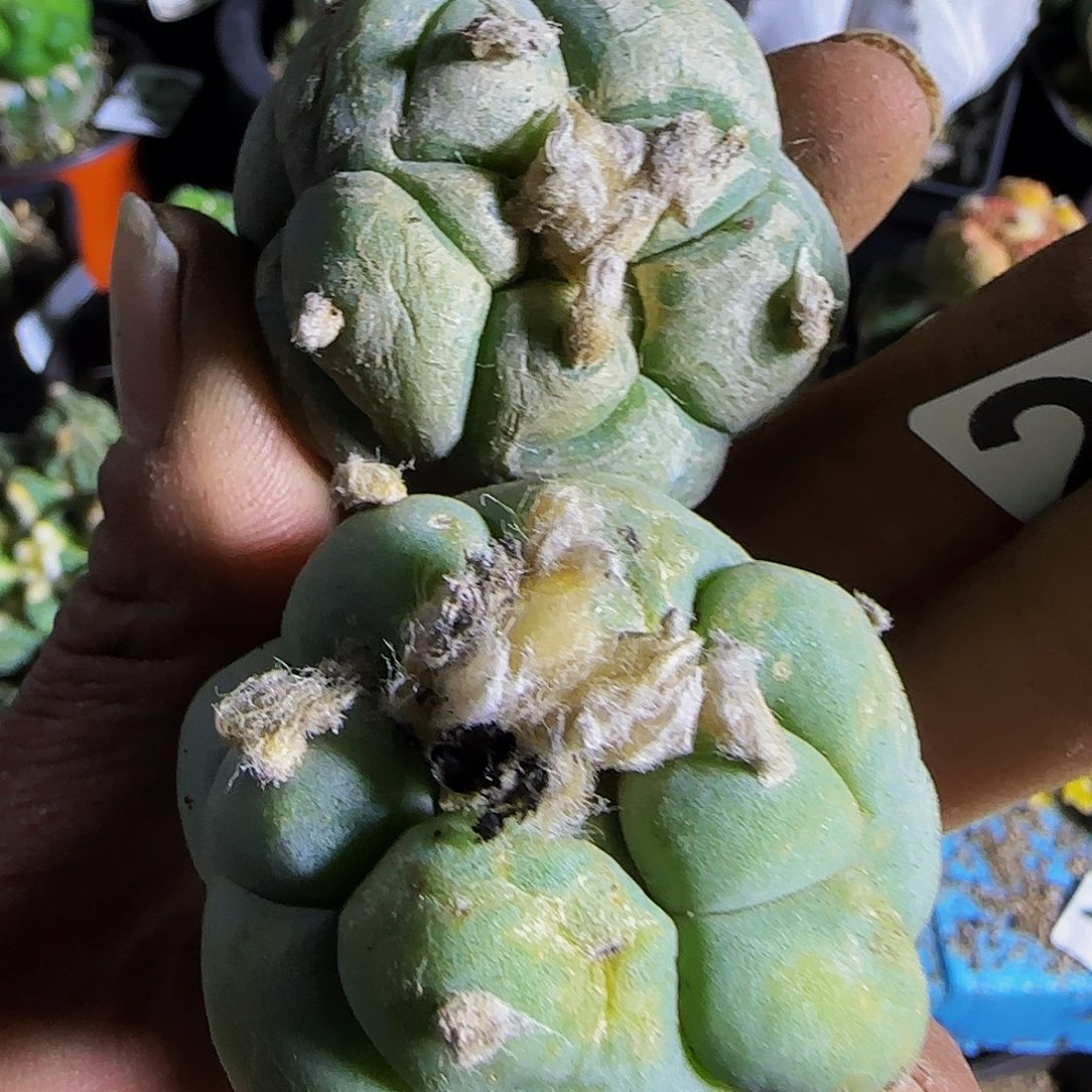 两个大尤仙217萝卜根