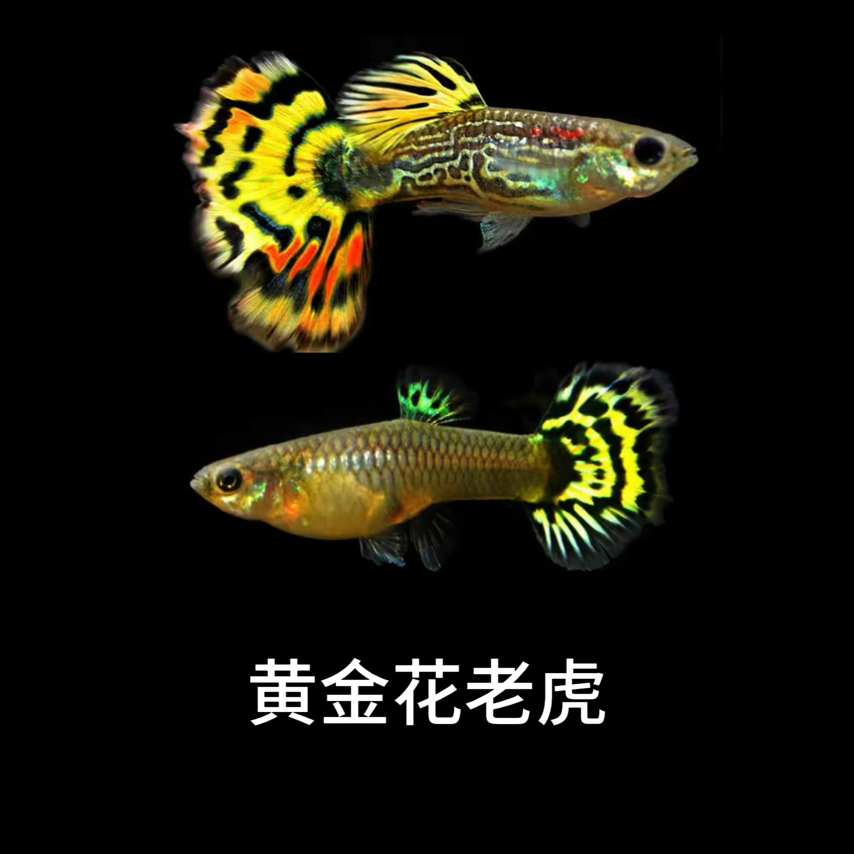 【黄金花老虎】孔雀鱼好看好养皮实耐活繁殖能力强观赏鱼
