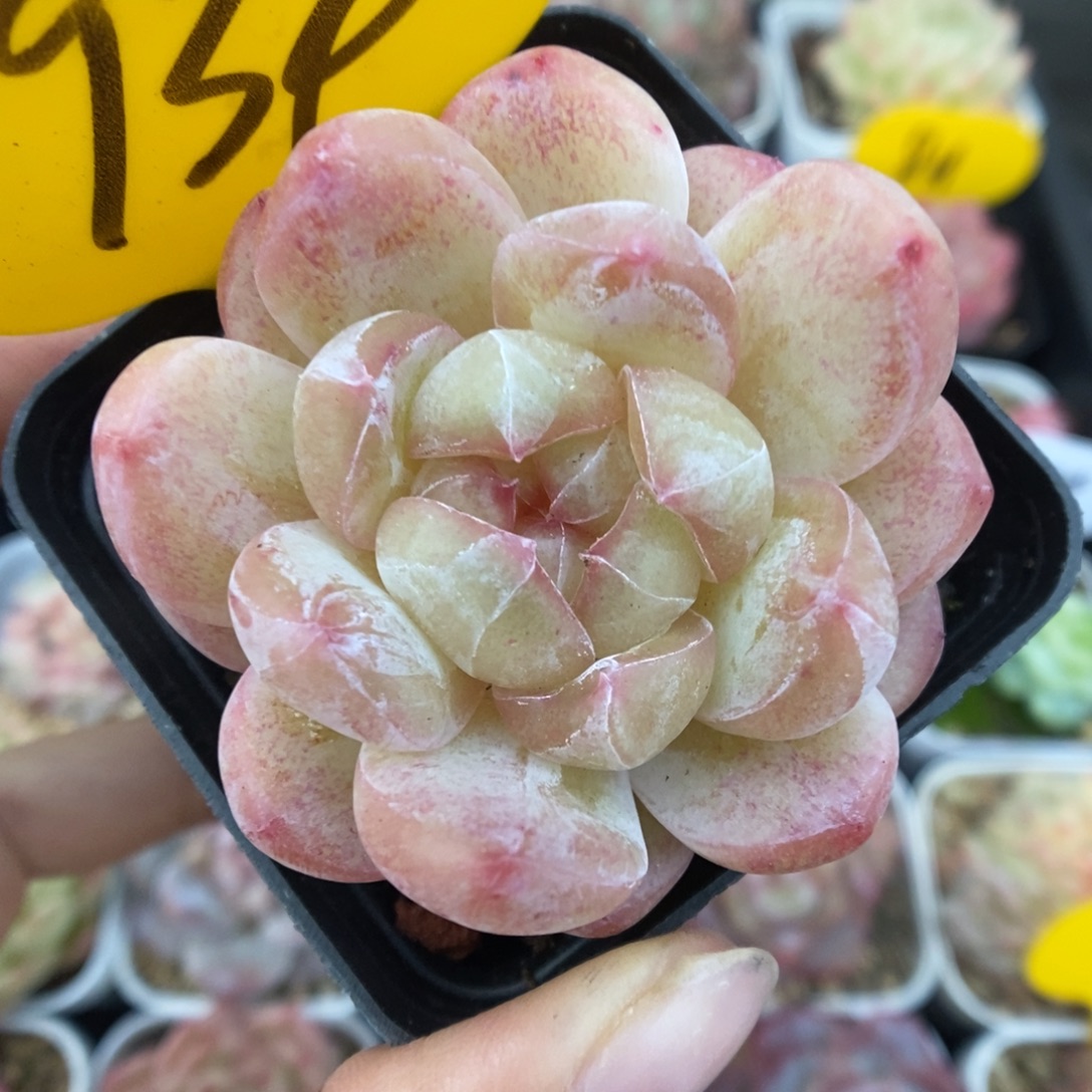 白雪珍妮934号。     