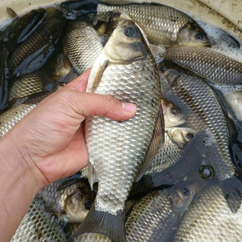 现挑活鲫鱼称重后改价再付款