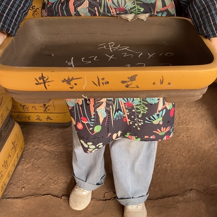 花盆紫砂只顾吃药睡一