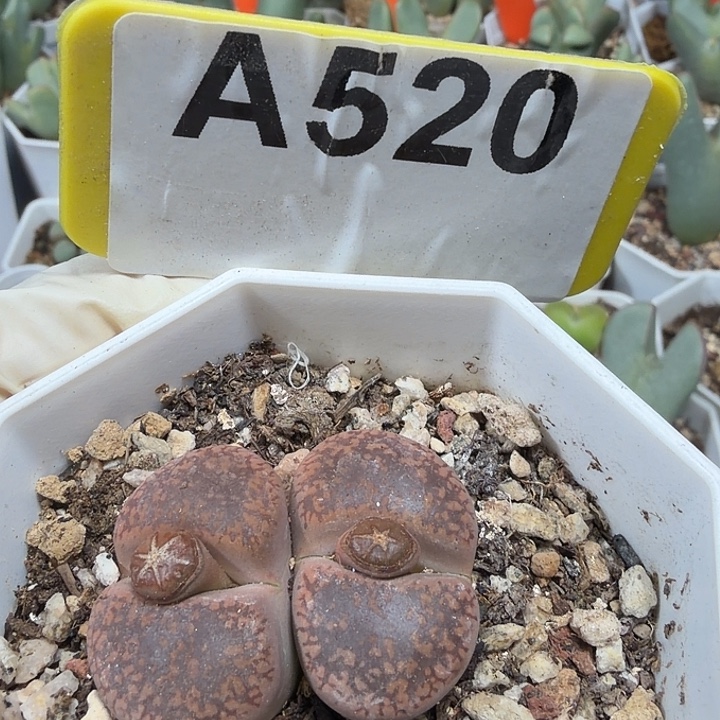 520mmmmmmmmmmmmmnnn mmm