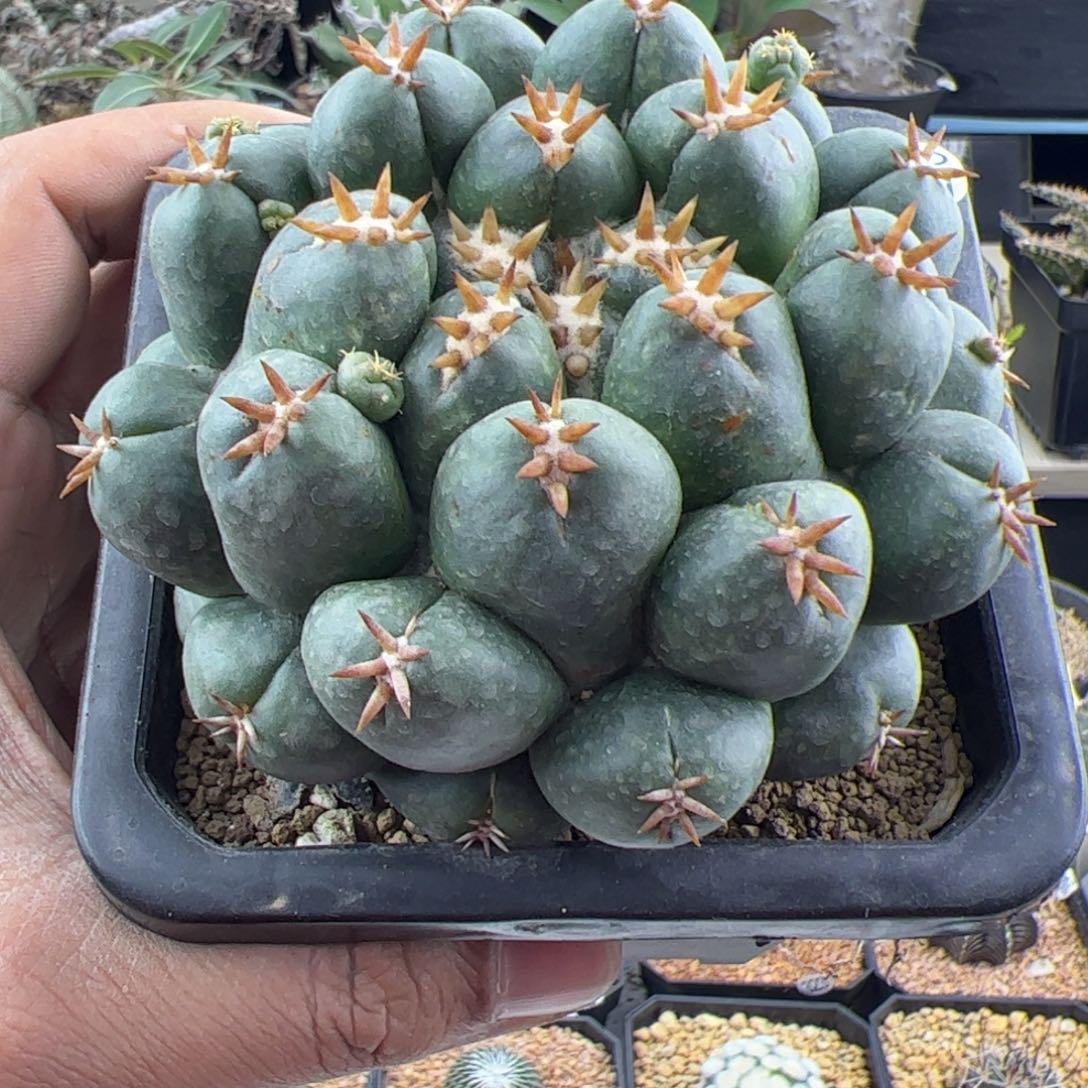 短豪刺象牙9一物一拍223