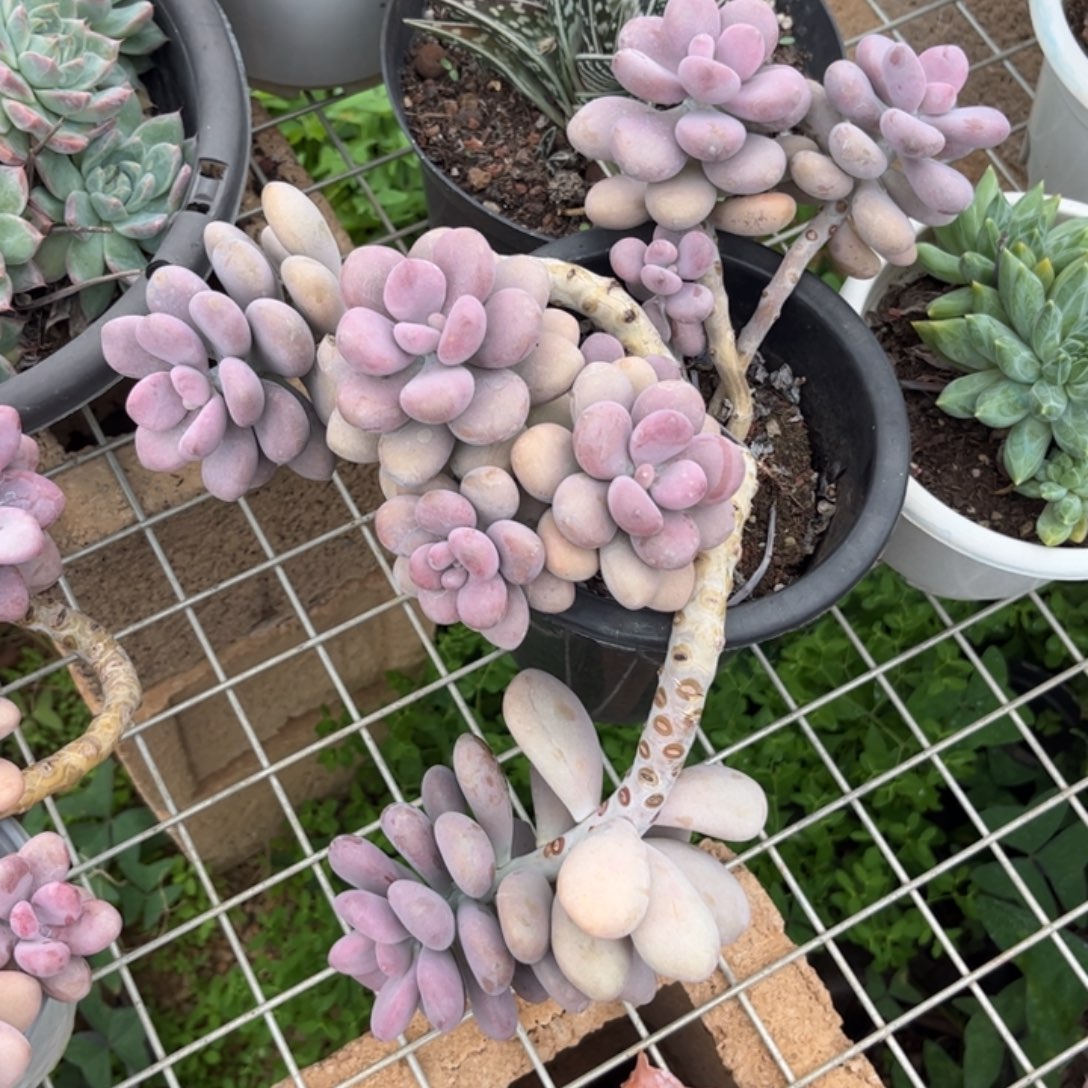 新疆西藏内蒙不包邮，桃蛋