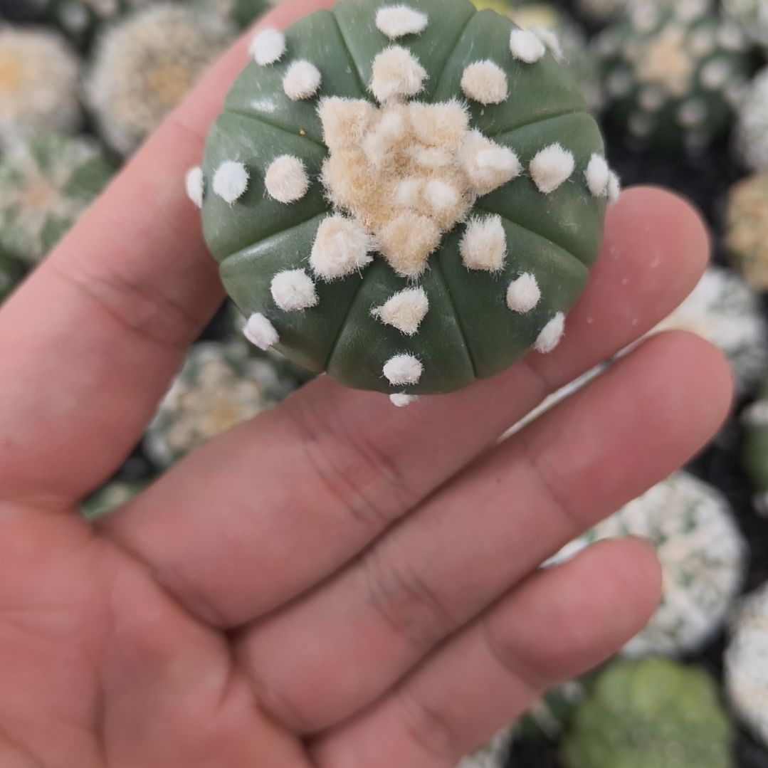 连you高绒小炸毛琉璃兜兜兜