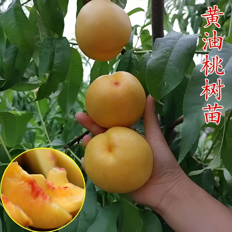 新品种黄油桃苗南方北方能栽