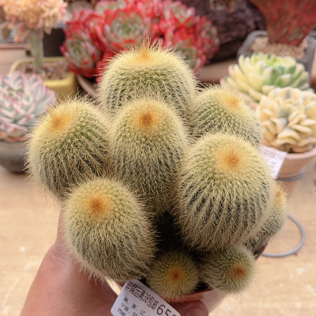 652金丝猴德华多肉