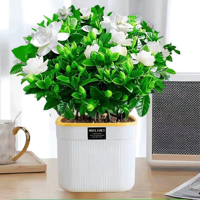 Z230特大盆带花苞栀子花盆栽室内水培桌面绿植四季好养